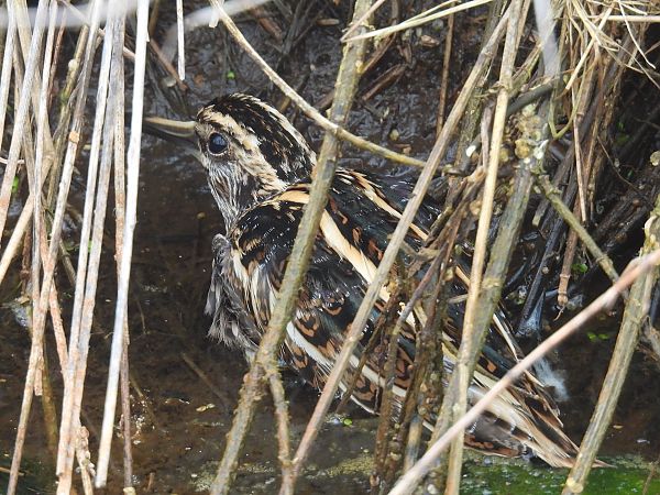 bekasik  - Kacper Mikulski