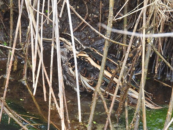 bekasik  - Kacper Mikulski