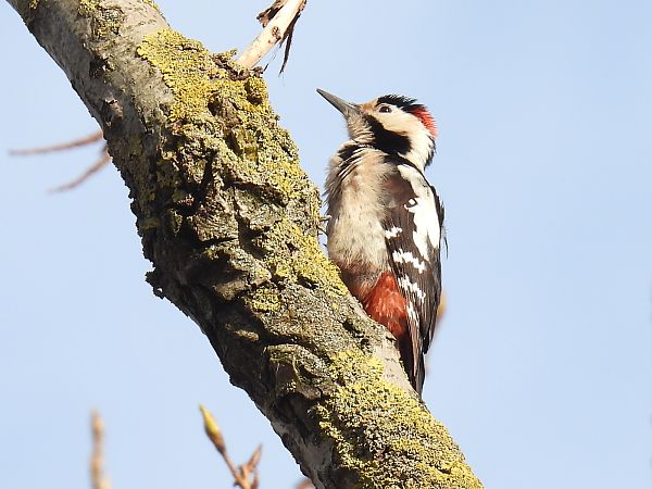 dzięcioł białoszyi  - Kacper Mikulski