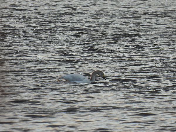 łabędź czarnodzioby  - Kacper Mikulski