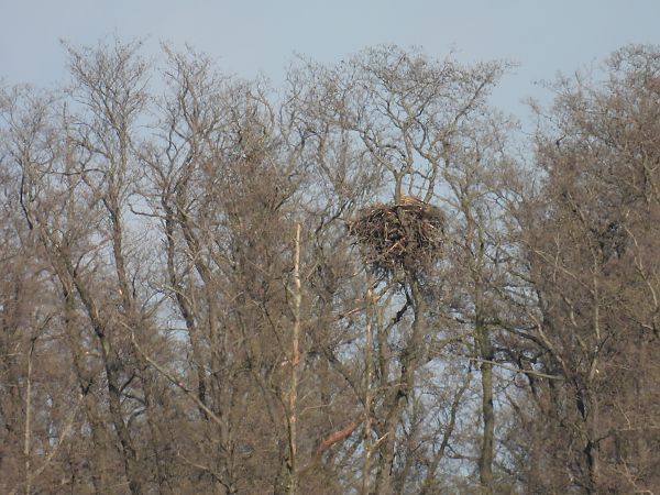 Seeadler  - Kacper Mikulski