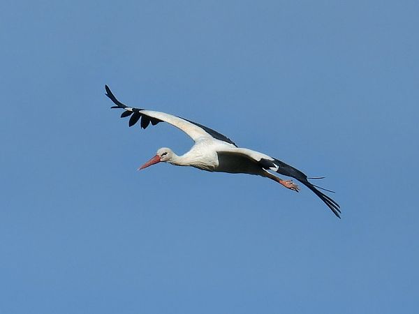 White Stork  - Kacper Mikulski