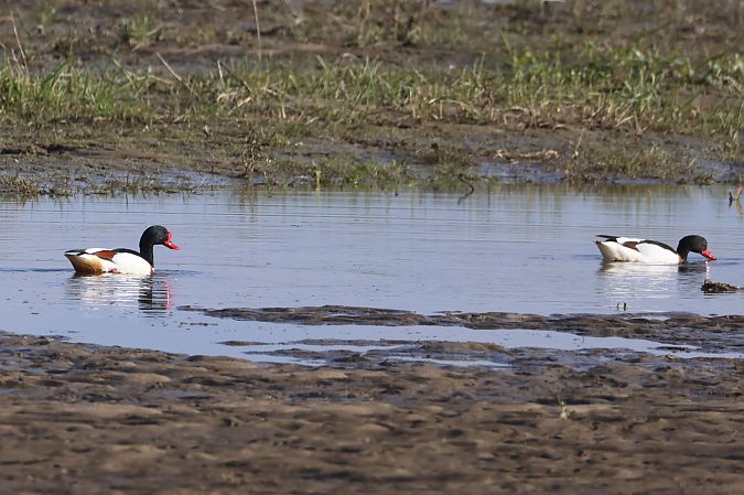 ohar  - Radosław Garbaczewski