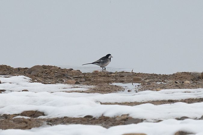 pliszka siwa (brytyjska, ssp. yarrellii)  - Grzegorz Błachuta