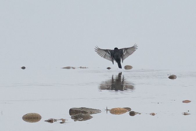 Trauerbachstelze  - Grzegorz Błachuta