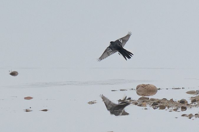 Trauerbachstelze  - Grzegorz Błachuta