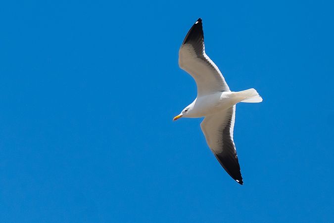 mewa żółtonoga (ssp. fuscus)  - Grzegorz Błachuta