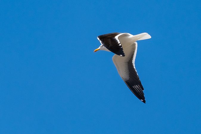 Heringsmöwe (ssp. fuscus)  - Grzegorz Błachuta