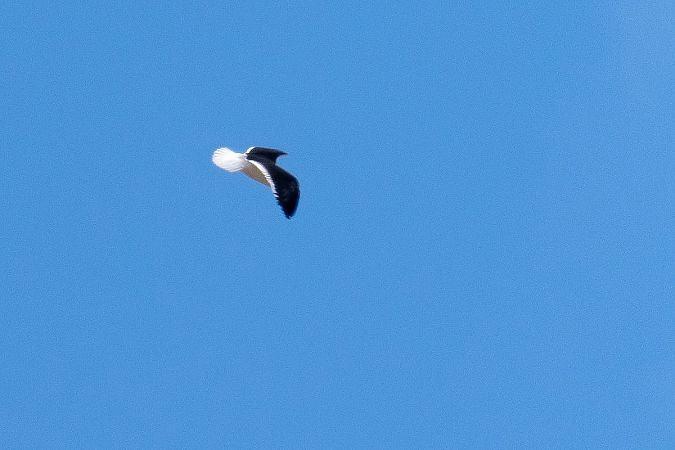 mewa żółtonoga (ssp. fuscus)  - Grzegorz Błachuta