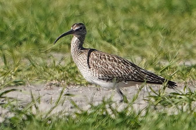 kulik mniejszy  - Mirosław Wójcicki