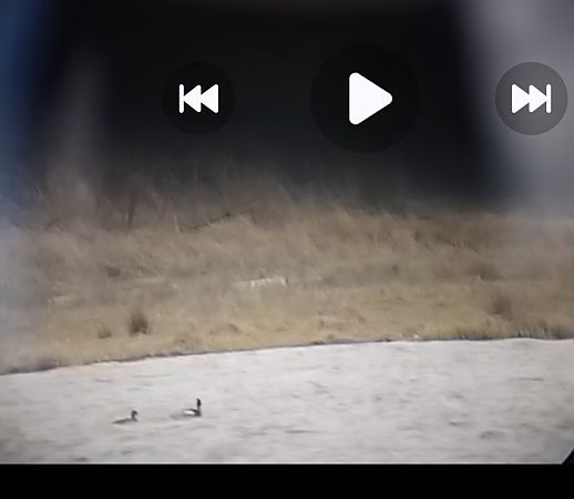 szlachar  - Jakub Pesta