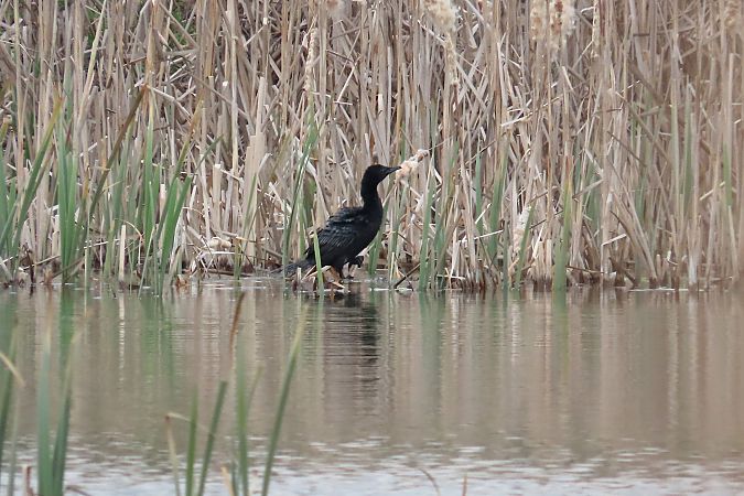 Cormoran pygmée  - Zenon Niziołek