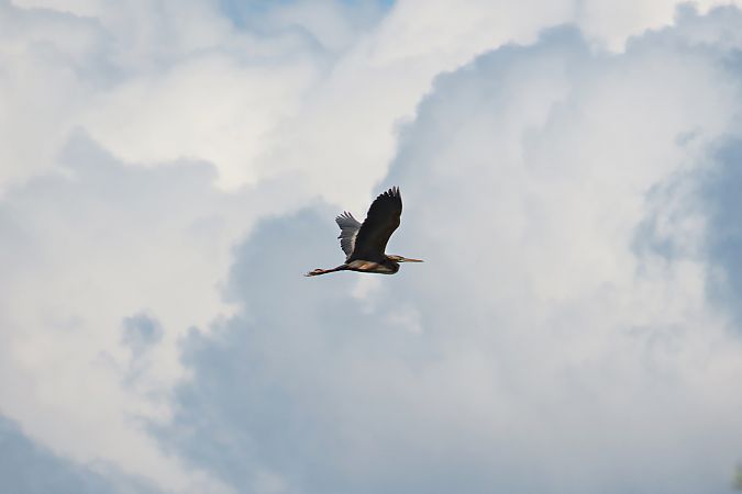 czapla purpurowa  - Zenon Niziołek