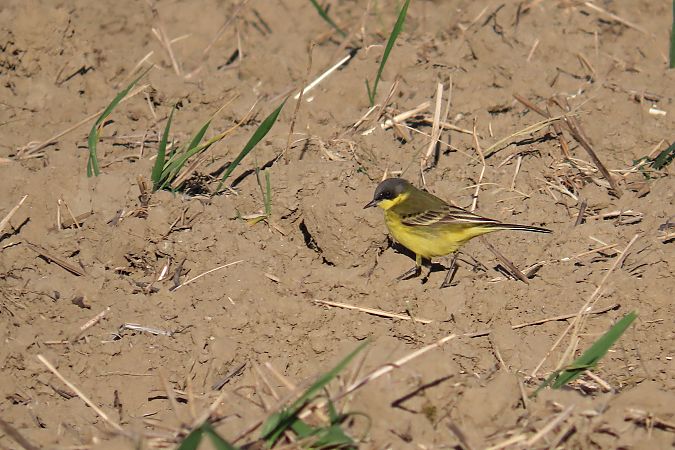 pliszka żółta (tundrowa, ssp. thunbergi)  - Zenon Niziołek