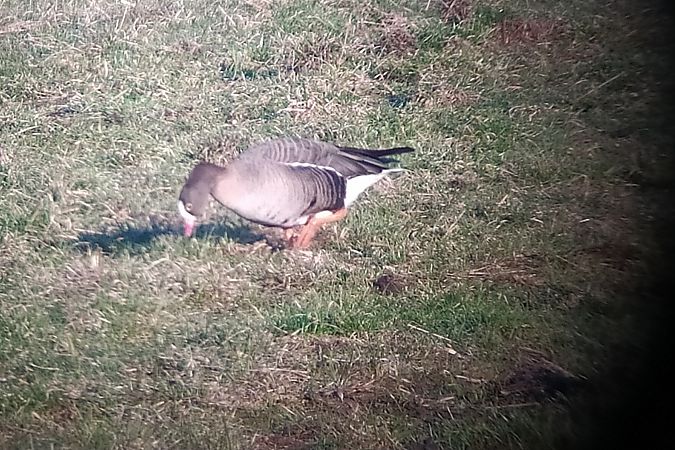 gęś mała  - Łukasz Matyjasiak