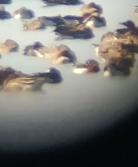 bernikla rdzawoszyja  - Łukasz Matyjasiak