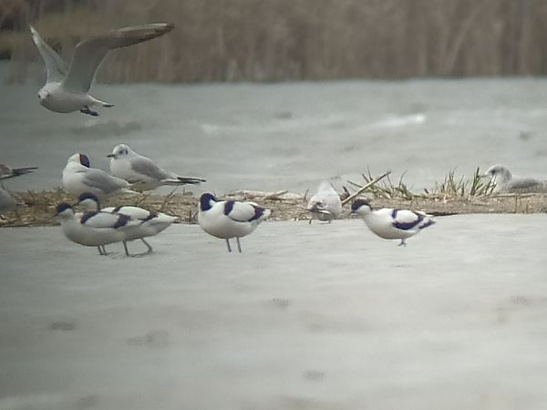 szablodziób  - Łukasz Matyjasiak