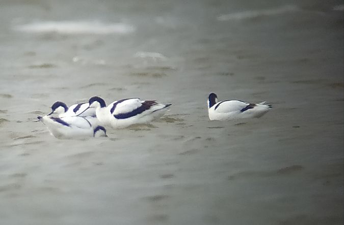 szablodziób  - Łukasz Matyjasiak