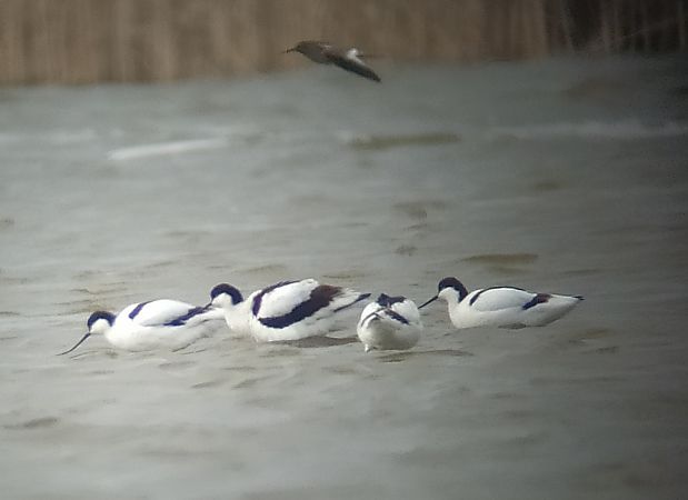 szablodziób  - Łukasz Matyjasiak