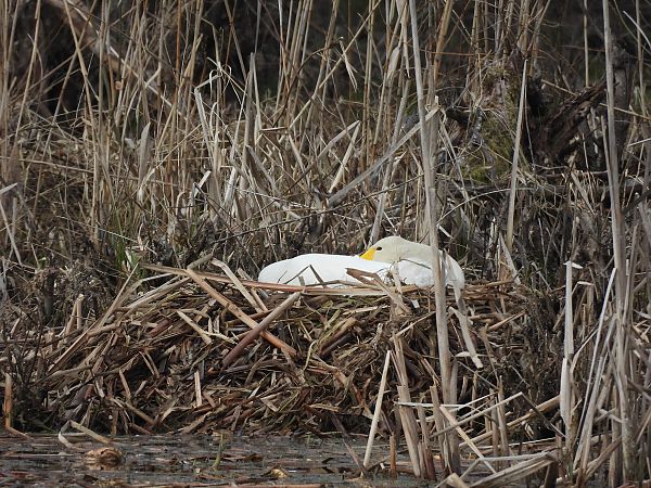 Singschwan  - Marek Bebłot