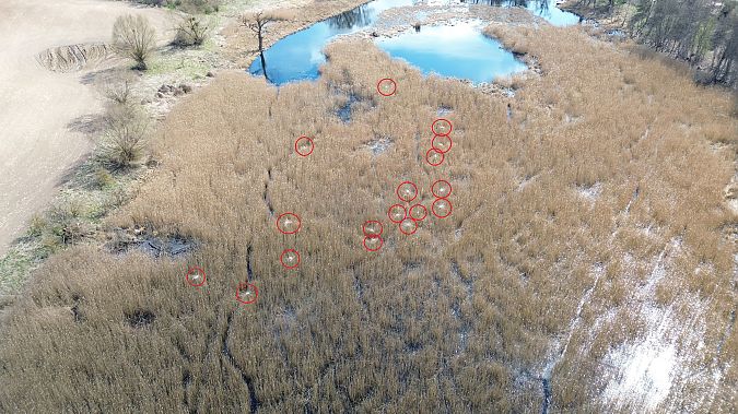 Silberreiher  - Marek Bebłot