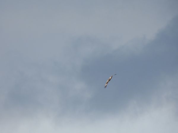 Schreiadler  - Marek Bebłot