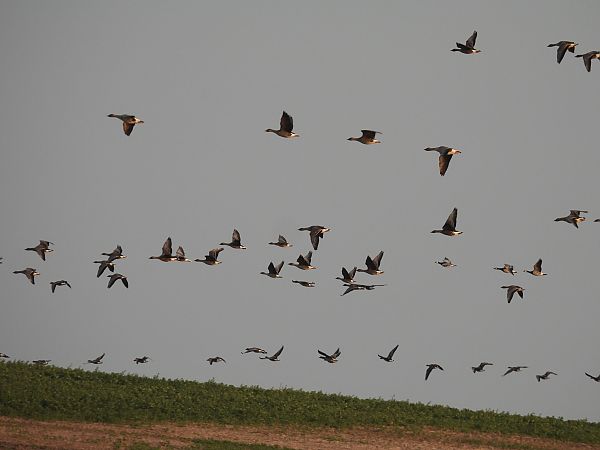 Weisswangengans  - Marek Bebłot