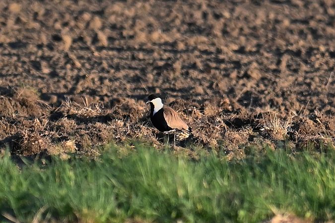 Spornkiebitz  - Michał Wnuk