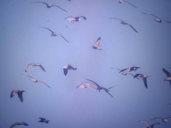 mewa żółtonoga (ssp. fuscus)  - Piotr Janowicz