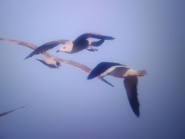 mewa żółtonoga (ssp. fuscus)  - Piotr Janowicz