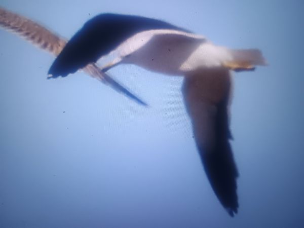 mewa żółtonoga (ssp. fuscus)  - Piotr Janowicz