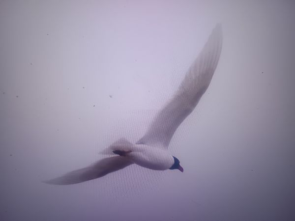 mewa czarnogłowa  - Piotr Janowicz