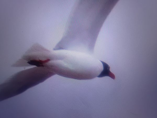 mewa czarnogłowa  - Piotr Janowicz