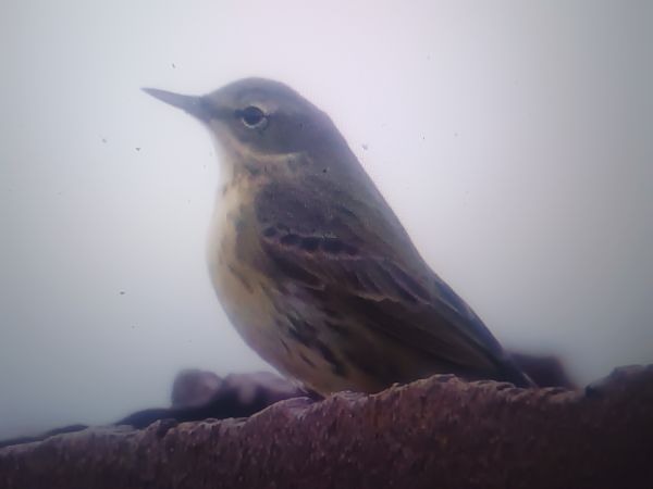 świergotek nadmorski  - Piotr Janowicz