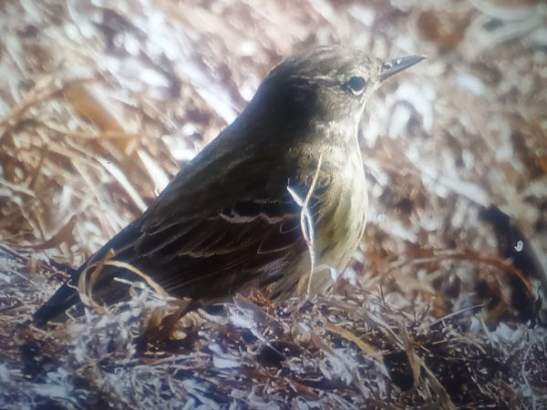 świergotek nadmorski  - Piotr Janowicz