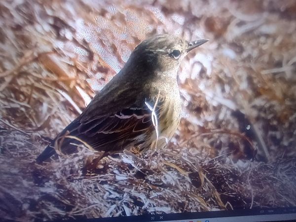 świergotek nadmorski  - Piotr Janowicz