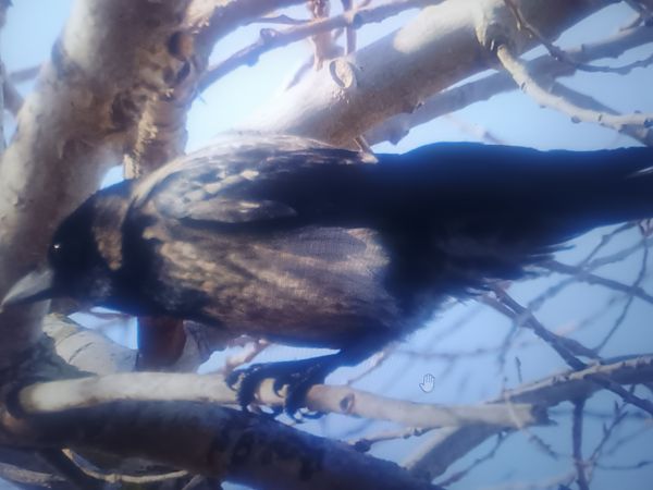 wrona (hybryd siwa x czarnowron)  - Piotr Janowicz