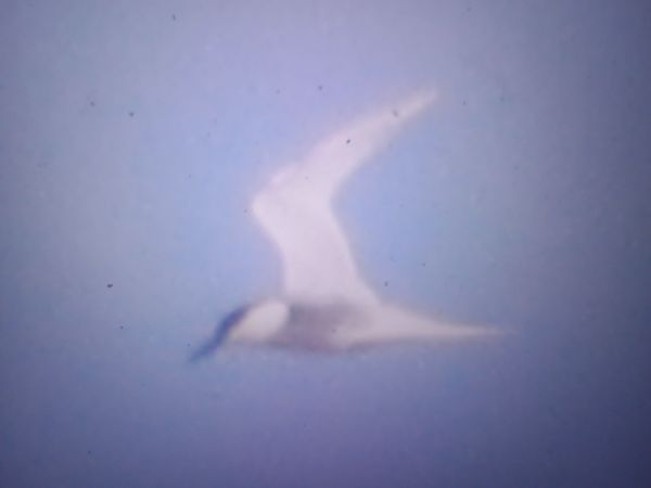 rybitwa czubata  - Piotr Janowicz