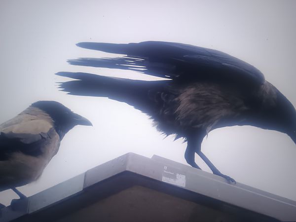 Hybrid Raben- x Nebelkrähe  - Piotr Janowicz