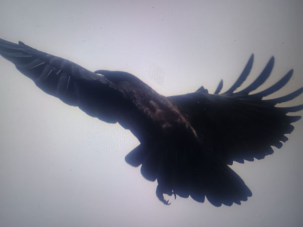 Hybrid Raben- x Nebelkrähe  - Piotr Janowicz