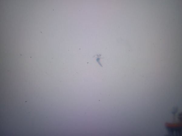 Brandseeschwalbe  - Piotr Janowicz