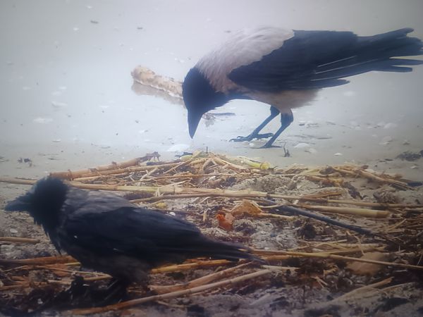 Hybrid Raben- x Nebelkrähe  - Piotr Janowicz