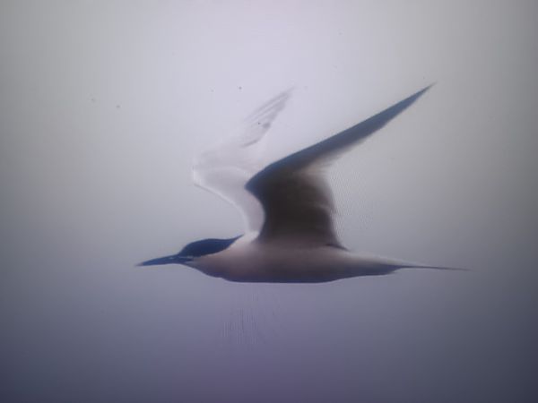 rybitwa czubata  - Piotr Janowicz