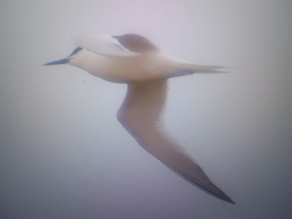 rybitwa czubata  - Piotr Janowicz