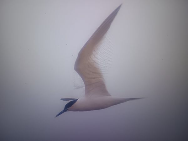 rybitwa czubata  - Piotr Janowicz