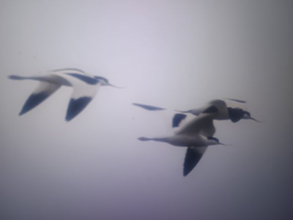 szablodziób  - Piotr Janowicz