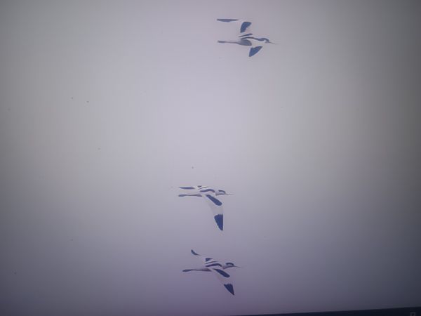 Säbelschnäbler  - Piotr Janowicz