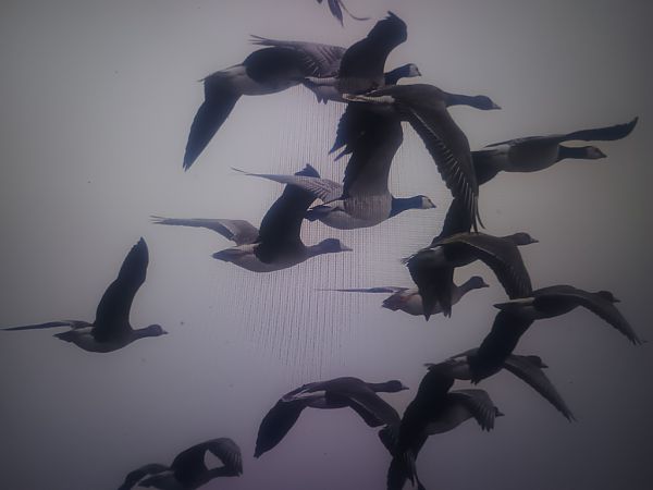 bernikla białolica  - Piotr Janowicz