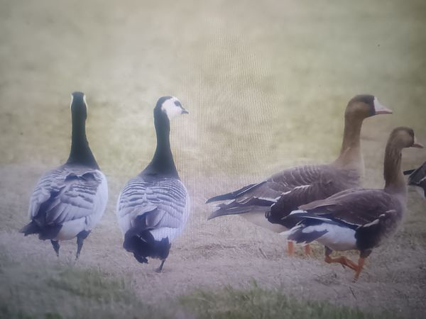 bernikla białolica  - Piotr Janowicz