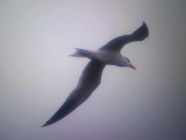 rybitwa wielkodzioba  - Piotr Janowicz